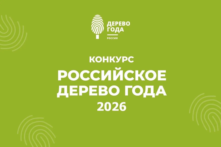 «Танечкина сосна» из Сясьстроя борется за титул «Российское дерево года – 2026»