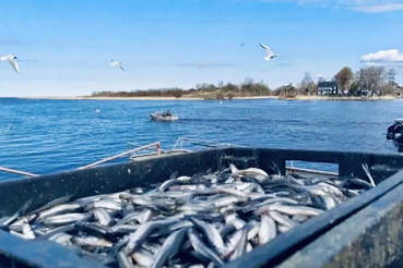Весна в Ленинградской области: корюшковая путина уже на старте