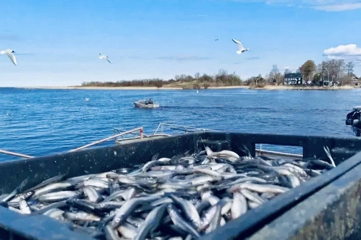 Весна в Ленинградской области: корюшковая путина уже на старте